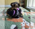 Small Photo #5 Yorkshire Terrier Puppy For Sale in RHOADESVILLE, VA, USA