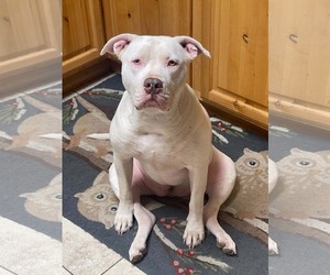 Mutt Dogs for adoption in MIDWAY, UT, USA