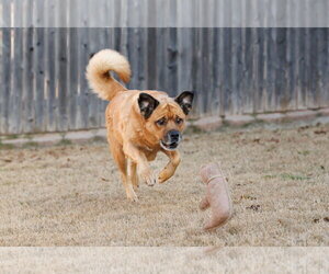 Mason - Male Golden Retriever-Unknown Mix Dog for Adoption - Photo #9