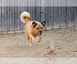 Small #8 Chow Chow-Golden Retriever Mix