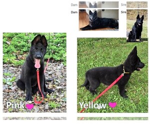 German Shepherd Dog Litter for sale in MARS HILL, NC, USA