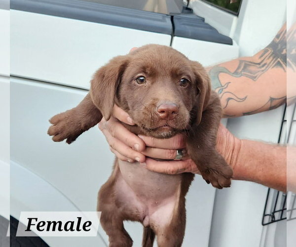 Medium Photo #2 Labrador Retriever-Unknown Mix Puppy For Sale in Royal Palm Beach, FL, USA