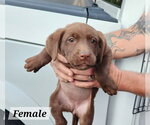 Small #1 Labrador Retriever Mix
