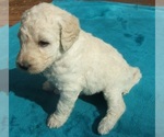 Small Photo #4 Goldendoodle Puppy For Sale in KERNERSVILLE, NC, USA