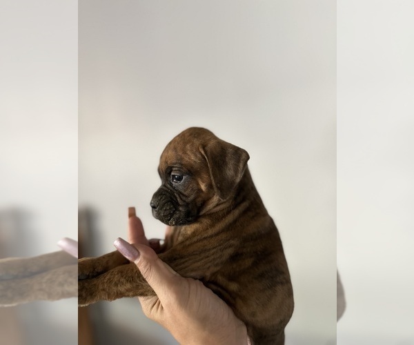 Medium Photo #8 Boxer Puppy For Sale in MORENO VALLEY, CA, USA