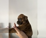 Small #7 Boxer