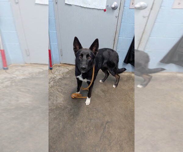 Medium Photo #1 Mutt Puppy For Sale in Evansville, IN, USA