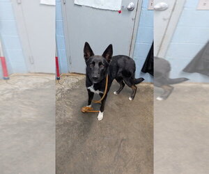 Mutt Dogs for adoption in Evansville, IN, USA