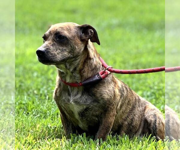 Medium Photo #2 Doxle Puppy For Sale in Yardley, PA, USA