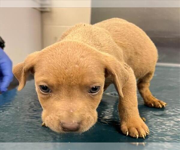 Medium Photo #1 Unknown-Vizsla Mix Puppy For Sale in Mobile, AL, USA