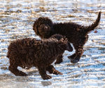 Small Photo #23 Spanish Water Dog Puppy For Sale in SIMLA, CO, USA