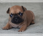 Small Photo #3 French Bulldog Puppy For Sale in WINNSBORO, TX, USA
