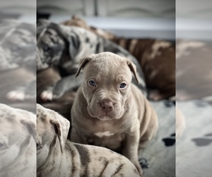 American Pit Bull Terrier Puppy for sale in BUFFALO, NY, USA