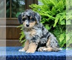 Small #2 Bernedoodle (Miniature)