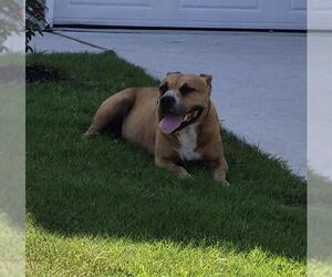 American Staffordshire Terrier-Unknown Mix Dogs for adoption in San Antonio, TX, USA