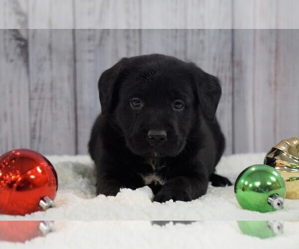 Medium Photo #1 Labrador Retriever Puppy For Sale in FREDERICKSBG, OH, USA