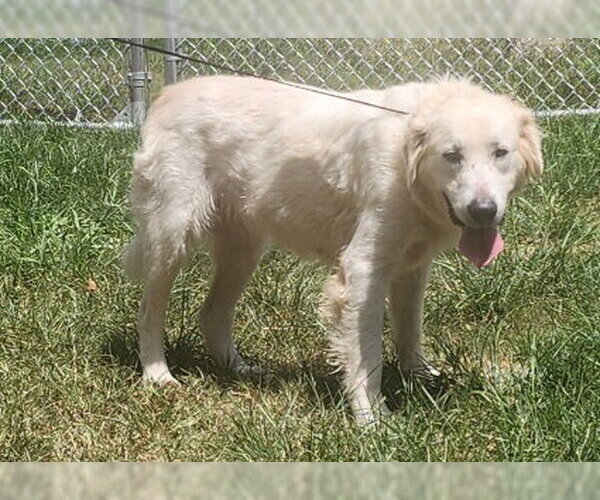 Medium Photo #3 Great Pyrenees-Retriever  Mix Puppy For Sale in Wetumpka, AL, USA