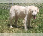 Small #2 Great Pyrenees-Retriever  Mix