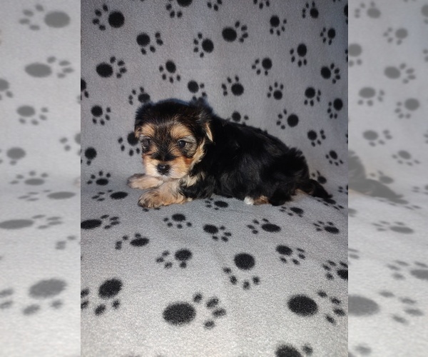 Medium Photo #8 Morkie Puppy For Sale in LAPEER, MI, USA