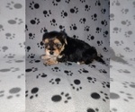 Small #7 Morkie