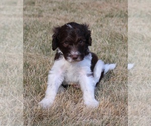 Medium Goldendoodle