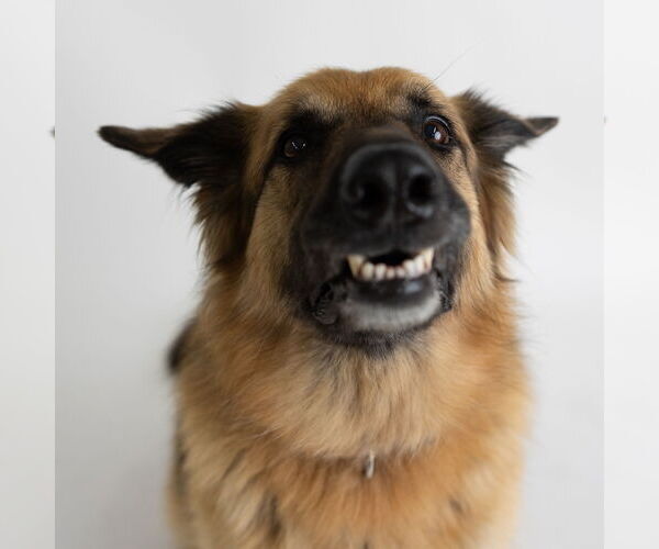 Medium Photo #21 German Shepherd Dog Puppy For Sale in Fargo, ND, USA