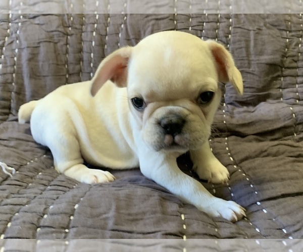 Medium Photo #10 French Bulldog Puppy For Sale in ATL, GA, USA