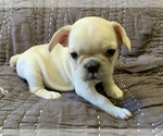 Small Photo #10 French Bulldog Puppy For Sale in ATL, GA, USA