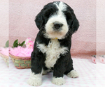 Small Photo #1 Bernedoodle (Miniature) Puppy For Sale in ROY, UT, USA