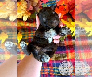 Schnauzer (Miniature) Puppy for sale in BRANON, NC, USA
