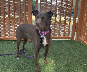 Mutt Dogs for adoption in Las Vegas, NV, USA
