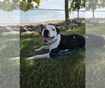 Small #1 Mutt
