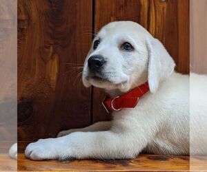 Labrador Retriever Puppy for sale in LINDEN, TN, USA