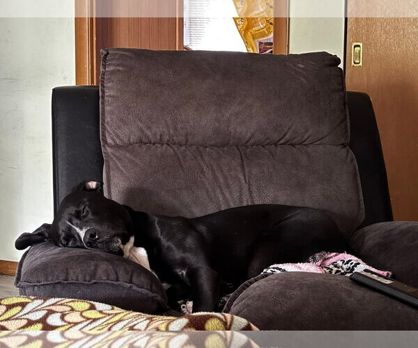 Medium Photo #8 American Pit Bull Terrier-Labrador Retriever Mix Puppy For Sale in Germantown, OH, USA