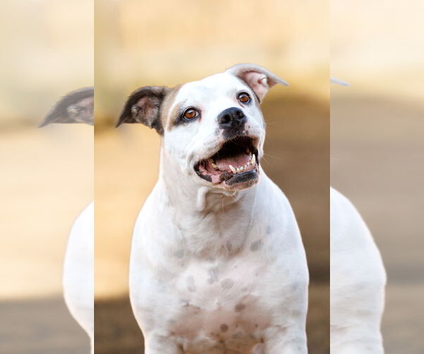 Medium Photo #28 Bullboxer Pit Puppy For Sale in McKinney, TX, USA