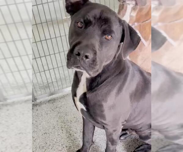 Medium Photo #2 American Staffordshire Terrier Puppy For Sale in Houston, TX, USA