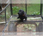 Small Photo #6 German Shepherd Dog Puppy For Sale in POWDER SPRINGS, GA, USA