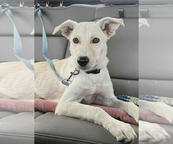 Medium Photo #1 Carolina Dog-Unknown Mix Puppy For Sale in Wakefield, RI, USA