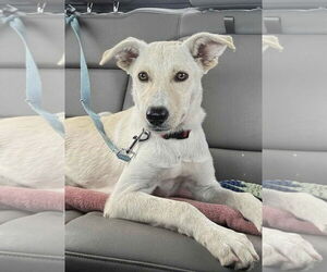 Carolina Dog-Unknown Mix Dogs for adoption in Wakefield, RI, USA
