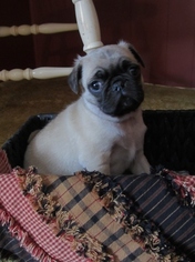 Pug Puppy for sale in BELLEVILLE, PA, USA
