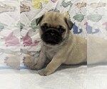 Puppy Peterson Pug