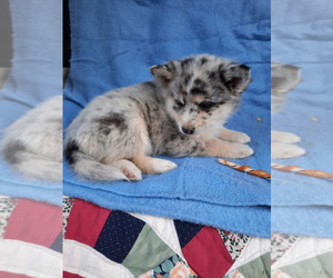 Pomsky Puppy for sale in SPOTSYLVANIA, VA, USA