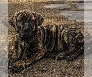Presa Canario Puppy for sale in ANSON, ME, USA
