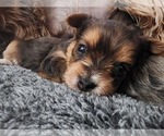 Small Photo #2 Yorkshire Terrier Puppy For Sale in KUNA, ID, USA