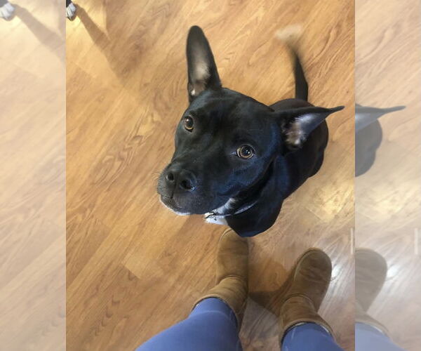 Medium Photo #10 Labrador Retriever-Unknown Mix Puppy For Sale in Doylestown, PA, USA