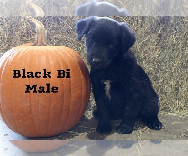 Medium Photo #1 Australian Shepherd Puppy For Sale in CLARKSVILLE, TX, USA