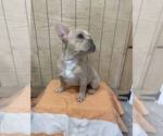 Small Photo #5 French Bulldog Puppy For Sale in GREENVILLE, TX, USA