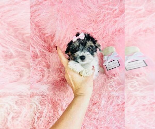 Medium Photo #25 Morkie Puppy For Sale in MIAMI BEACH, FL, USA