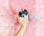 Small #24 Morkie
