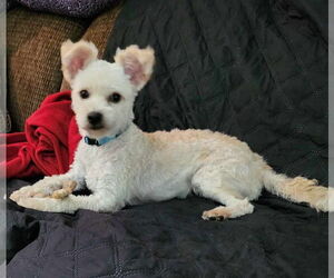 Maltipoo Dogs for adoption in Des Moines, IA, USA